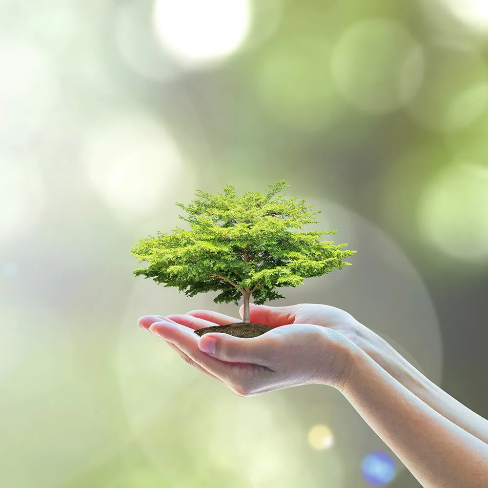 two hands holding a green tree with soil